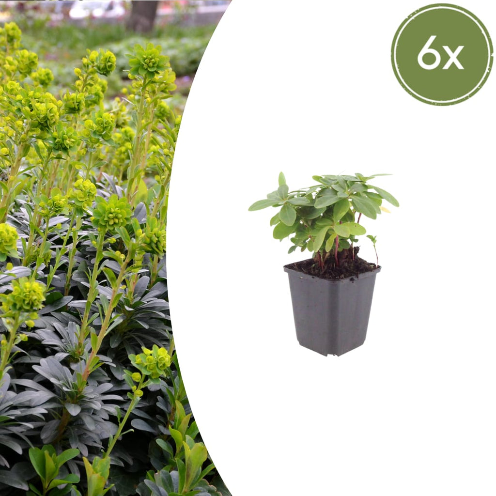 Euphorbia amygdaloides Robbiae – Ø9cm – Höhe10-25cm – Immergrüner Bodendecker für Schatten & Halbschatten – Gelbgrüne Blüten im Frühjahr