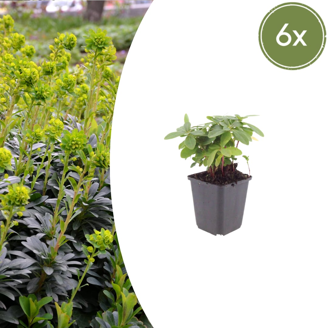Euphorbia amygdaloides Robbiae – Ø9cm – Höhe10-25cm – Immergrüner Bodendecker für Schatten & Halbschatten – Gelbgrüne Blüten im Frühjahr