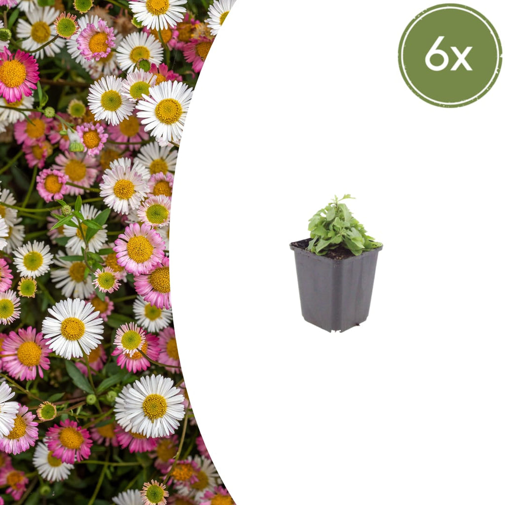 Gänseblümchen Erigeron karvinskianus – 10-25cm – Ø9cm – Langblühende Bodendecker Staude – Blühpflanze für Beet, Mauer & Balkon