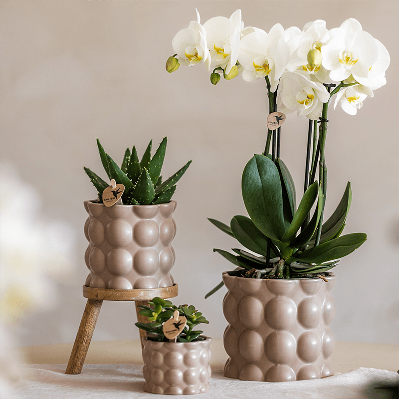 Pflanzenset Cotton Sand – Grüne Pflanzen mit Weißer Phalaenopsis Orchidee Ghent – 3 Keramiktöpfe in Sandfarbe mit Holzständer – Natürlich & stilvoll – Plant