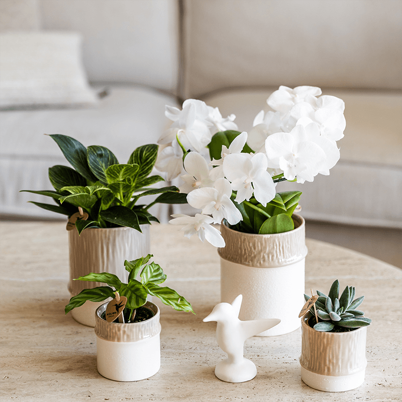 Übertopf Tree sand Ø9cm – Blumentopf mit dezentem Relief – neutraler Keramik – Übertopf für kleine Zimmerpflanzen, Orchideen & Sukkulenten – Pot