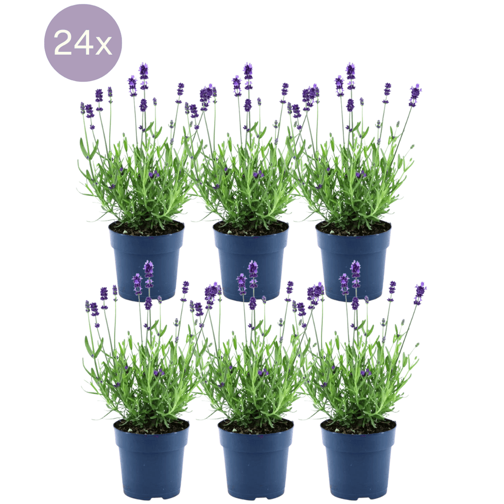Echter Lavendel Felice – Lavandula angustifolia – Ø12cm – 50cm hoch – 24 Pflanzen – Winterhart – Duftend – Bienen & Schmetterlinge – Plant