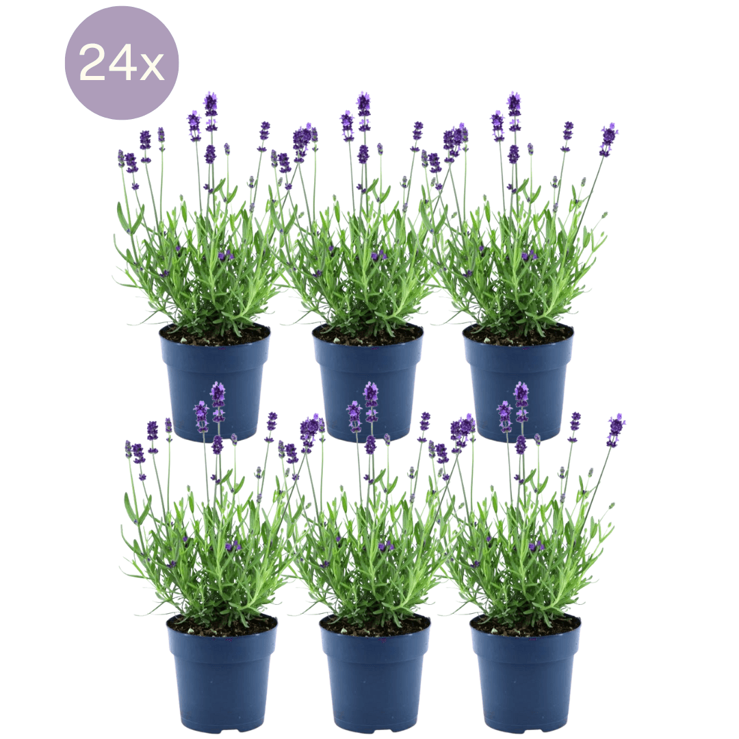 Echter Lavendel Felice – Lavandula angustifolia – Ø12cm – 50cm hoch – 24 Pflanzen – Winterhart – Duftend – Bienen & Schmetterlinge – Plant