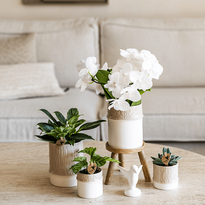 Pflanzenset Bamboo Weiß – weiße Amabilis Orchidee Ø9cm + Grünpflanze inkl. Keramik – Übertöpfe – blühende Zimmerpflanze frisch vom Züchter