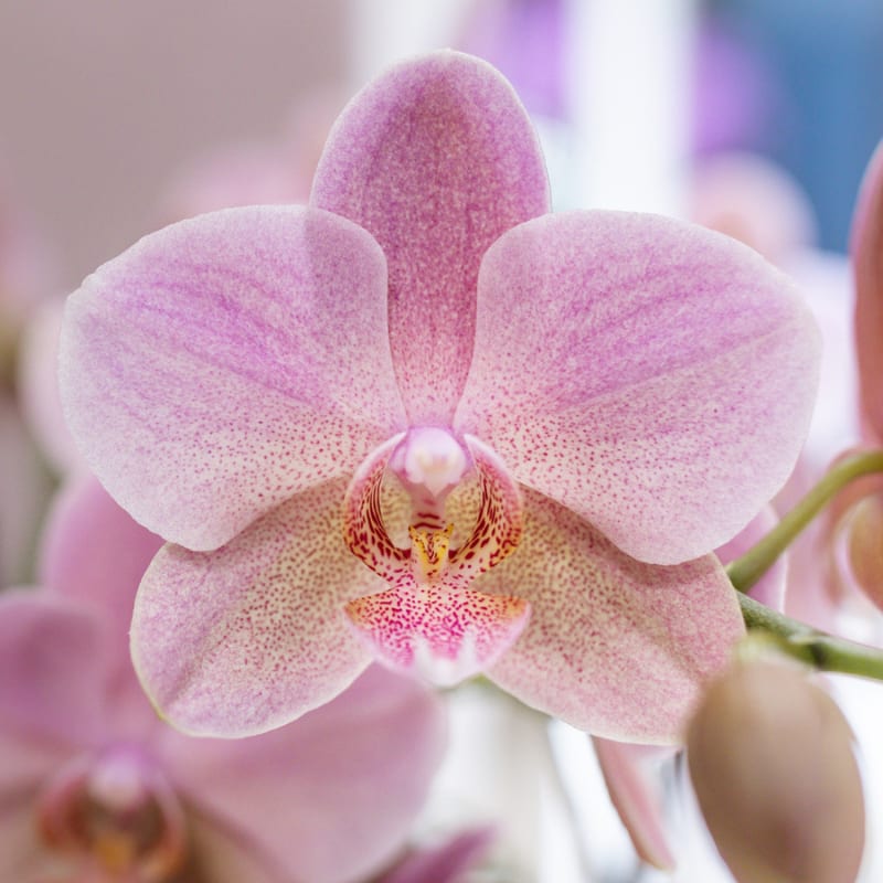 Orchideen-Set Treviso Rosé altrosa 2xØ9cm – Diabolo Twin Pink Doppel-Übertopf – üppig blühende Zimmerorchideen – romantische Deko für Wohnzimmer & Büro – ideal als Geschenk