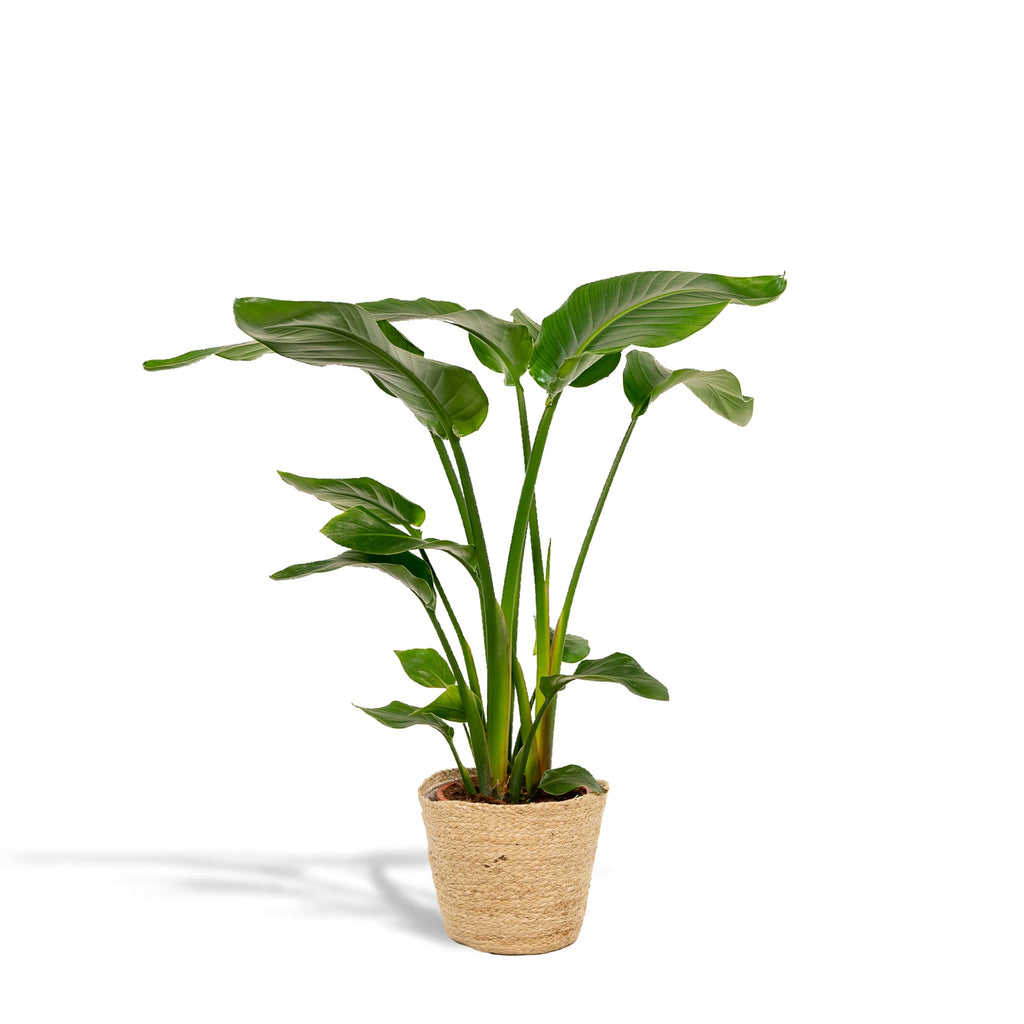 Baum – Strelitzie – Strelitzia Nicolai – Zimmerpflanze Ø19cm ↕90cm im dekorativen Korb Selin – Luftreinigende Tropenpflanze für Wohnzimmer & Büro – Plant