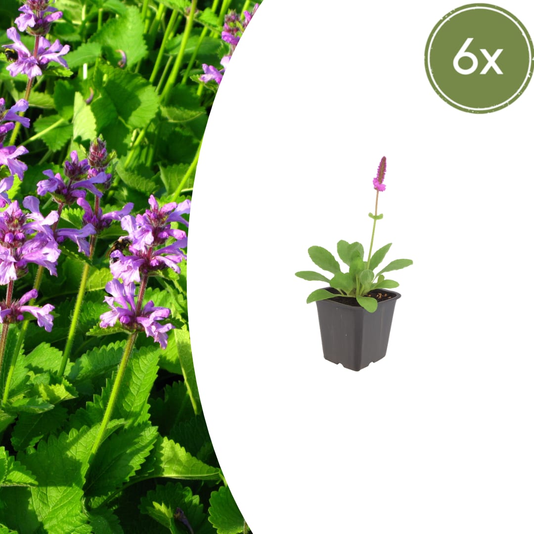 Stachys monieri Hummelo – Ø9cm – Höhe10-25cm – Blühende Staude für Beet Präriegarten Rabatte – winterhart pflegeleicht bienenfreundlich