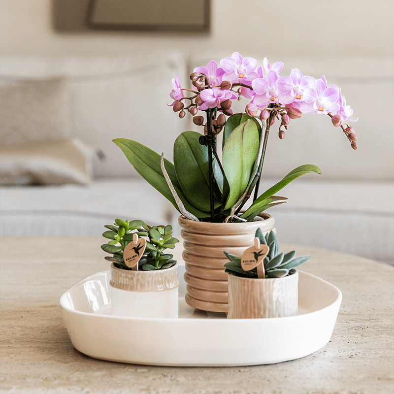 Übertopf Tree sand Ø6cm – Mini Blumentopf mit Struktur – neutraler Keramik – Übertopf für kleine Zimmerpflanzen, Orchideen & Sukkulenten – Pot