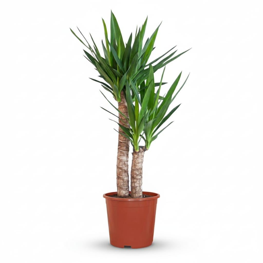 Yucca Elephantipes Palmlilie Zimmerpflanze 80-90cm 21cm Pflegeleichte Grünpflanze für Wohnzimmer Büro & Innenräume – Plant
