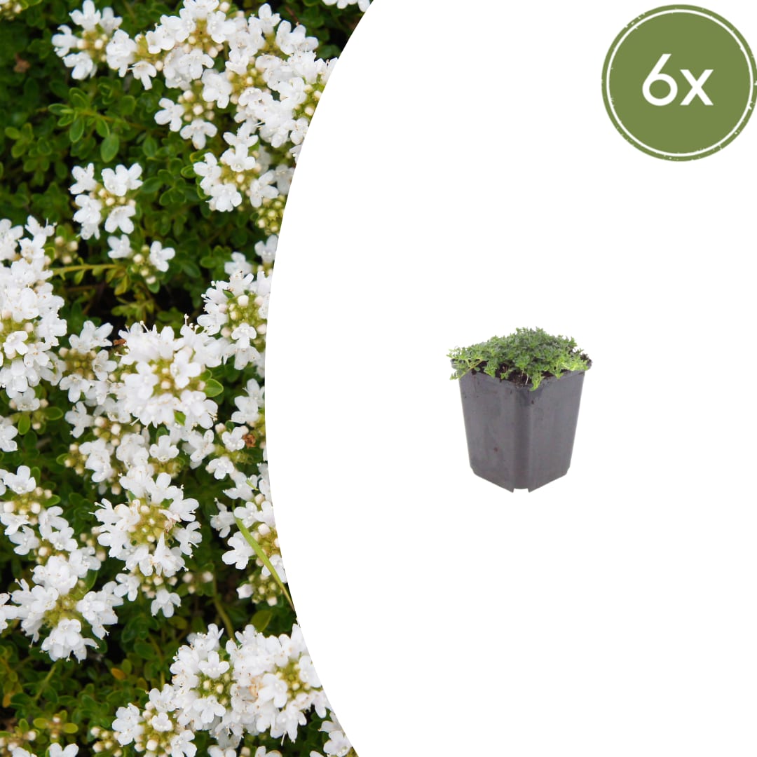 Thymian Thymus praecox Albiflorus Bodendecker – Ø9cm – Höhe 10-25cm – Weiß blühender Polsterthymian – Winterhart – Für Steingarten & Beet