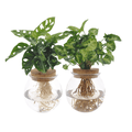 Hydroponie Pflanzenset – Bolglas Duo mit Monstera Adansonii & Syngonium Green – Ø12cm – ↕12-30cm – 2 Wasserpflanzen im Glas – Plant