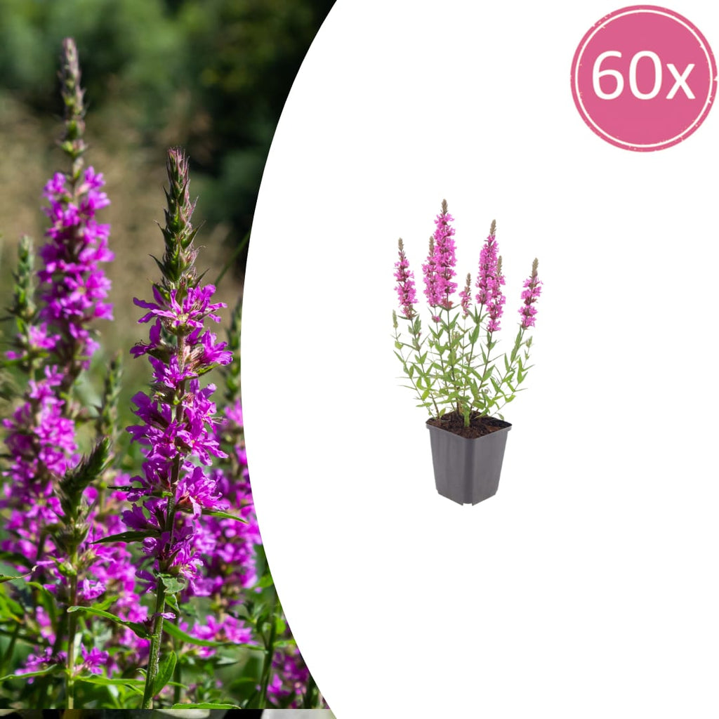 Lythrum salicaria Blutweiderich – Ø9cm – Höhe10-25cm – Rosa purpurne Blütenstaude für Teichrand & Feuchtbeet – Pflegeleicht