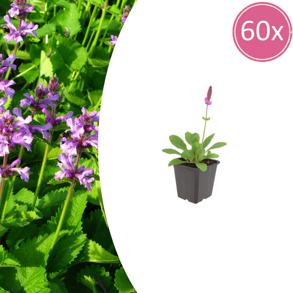 Stachys monieri Hummelo – Ø9cm – Höhe10-25cm – Blühende Staude für Beet Präriegarten Rabatte – winterhart pflegeleicht bienenfreundlich
