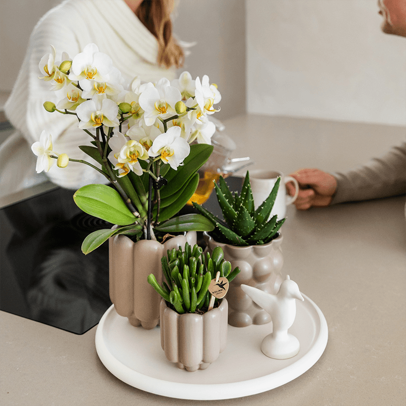 Geschenkset Slow Living – Weiße Phalaenopsis Orchidee mit 2-3 Trieben & 2 Grünpflanzen – Beige Keramiktöpfe auf weißem Tablett – Plant