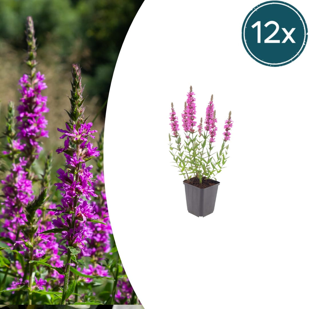 Lythrum salicaria Blutweiderich – Ø9cm – Höhe10-25cm – Rosa purpurne Blütenstaude für Teichrand & Feuchtbeet – Pflegeleicht