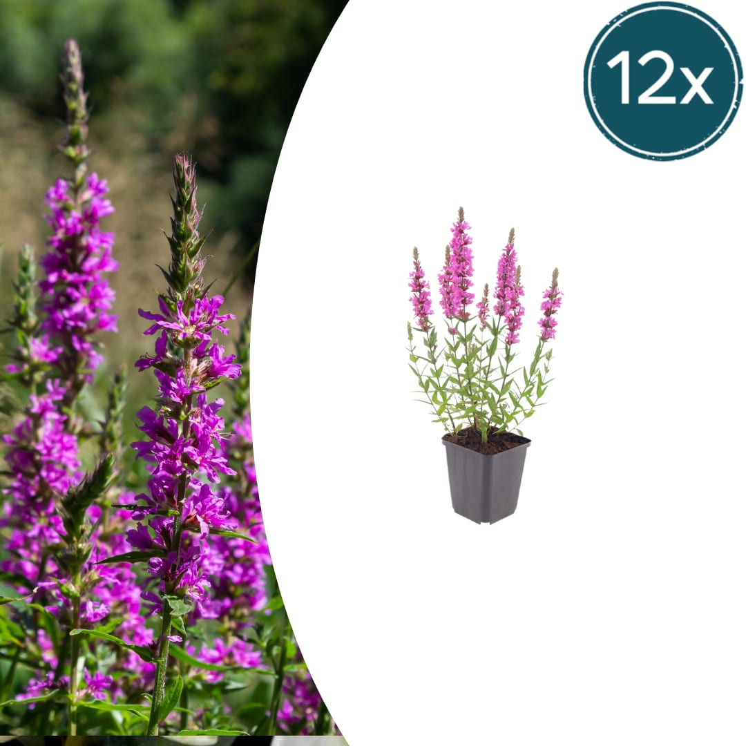 Lythrum salicaria Blutweiderich – Ø9cm – Höhe10-25cm – Rosa purpurne Blütenstaude für Teichrand & Feuchtbeet – Pflegeleicht