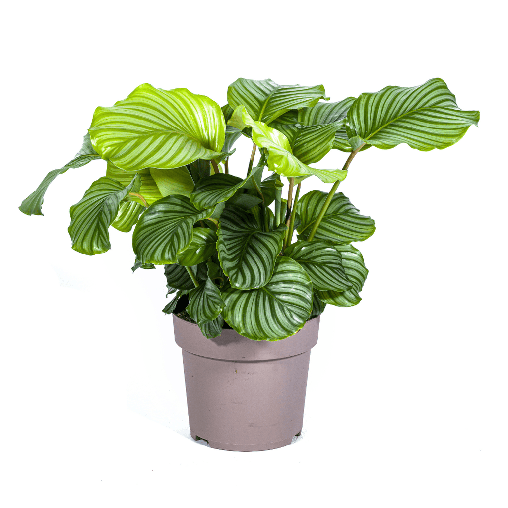 Korbmarante Calathea Orbifolia – Zimmerpflanze – Ø27cm – ↕70-90cm – große dekorative Blätter – pflegeleicht & tropisches Flair – Plant