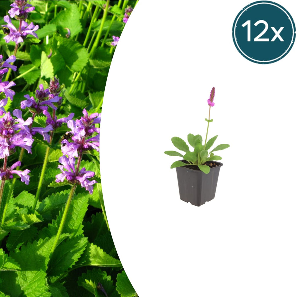Stachys monieri Hummelo – Ø9cm – Höhe10-25cm – Blühende Staude für Beet Präriegarten Rabatte – winterhart pflegeleicht bienenfreundlich