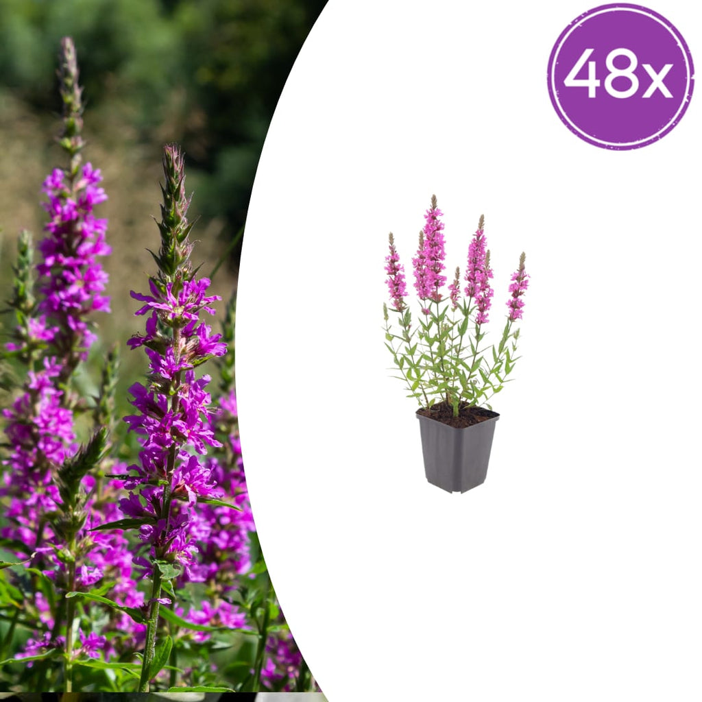 Lythrum salicaria Blutweiderich – Ø9cm – Höhe10-25cm – Rosa purpurne Blütenstaude für Teichrand & Feuchtbeet – Pflegeleicht