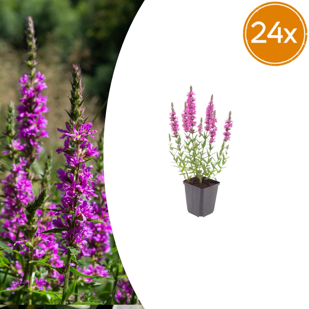 Lythrum salicaria Blutweiderich – Ø9cm – Höhe10-25cm – Rosa purpurne Blütenstaude für Teichrand & Feuchtbeet – Pflegeleicht