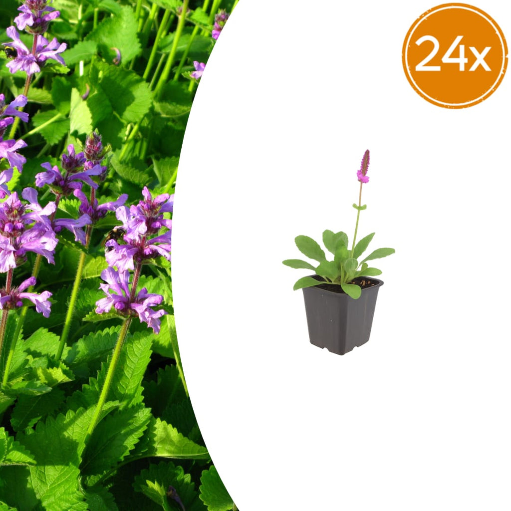 Stachys monieri Hummelo – Ø9cm – Höhe10-25cm – Blühende Staude für Beet Präriegarten Rabatte – winterhart pflegeleicht bienenfreundlich