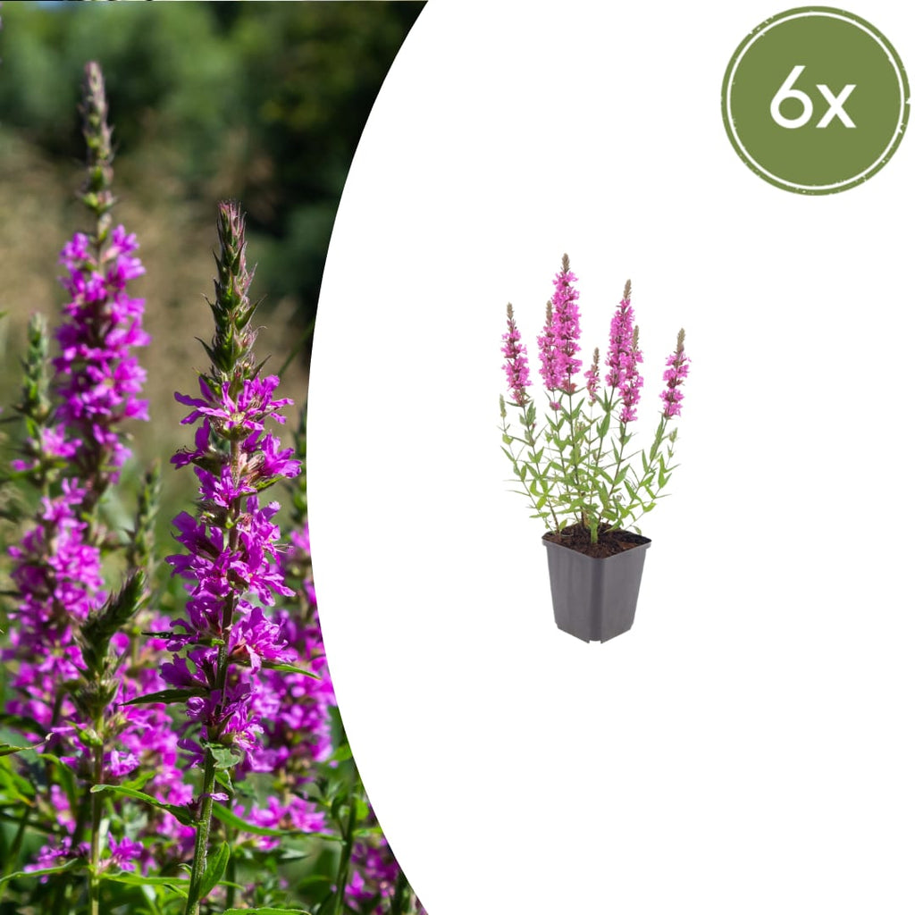 Lythrum salicaria Blutweiderich – Ø9cm – Höhe10-25cm – Rosa purpurne Blütenstaude für Teichrand & Feuchtbeet – Pflegeleicht