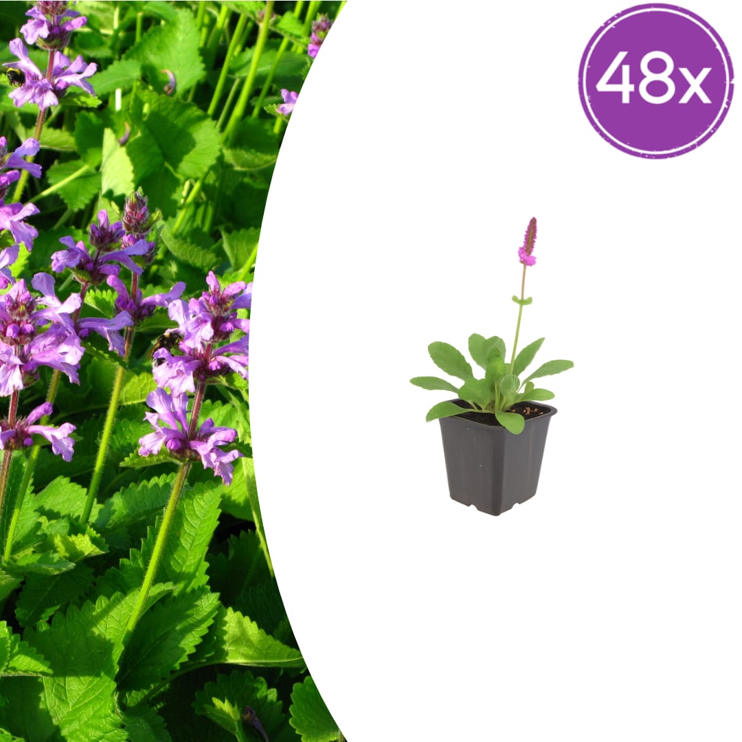 Stachys monieri Hummelo – Ø9cm – Höhe10-25cm – Blühende Staude für Beet Präriegarten Rabatte – winterhart pflegeleicht bienenfreundlich