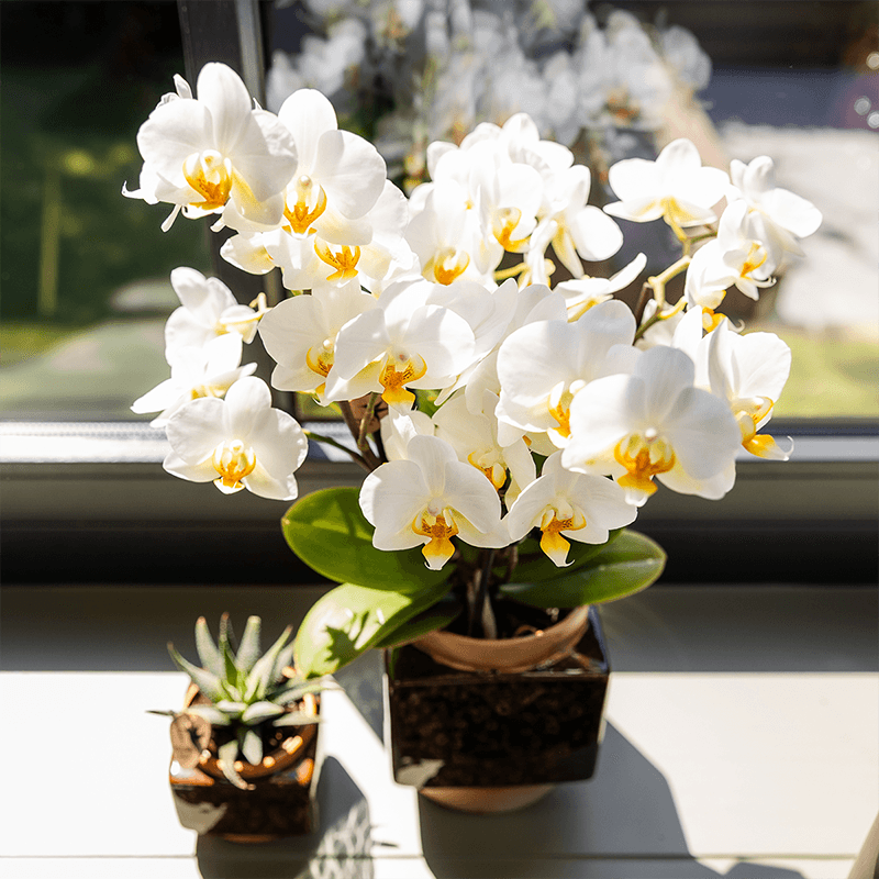 Classy Cube Ziertopf Ø9cm – Quadratischer Keramik – Blumentopf in Braun – Glänzende Oberfläche für Orchideen & Zimmerpflanzen – Übertopf mit Retro – Plant