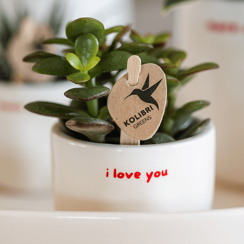 Ziertopf I Love You – Ø6cm – Weißer Keramiktopf mit rotem Schriftzug – Romantischer Blumentopf als Geschenkidee – Pflanztopf für Zuhause & Büro – Plant