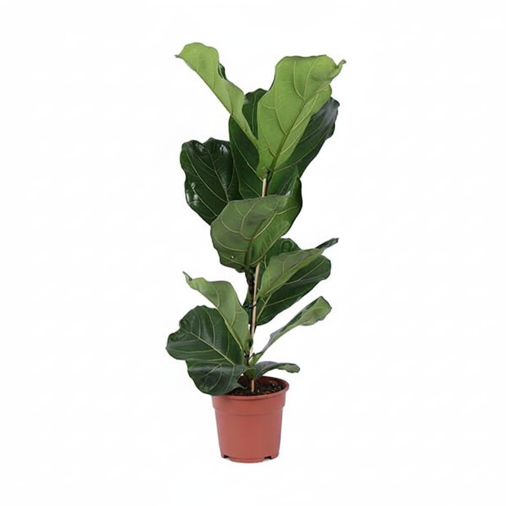 Ficus Lyrata – ca.80cm Zimmerpflanze – Geigenfeige mit großen Blättern – Grünpflanze für Wohnzimmer Büro & Wintergarten – Modern & pflegeleicht – Plant