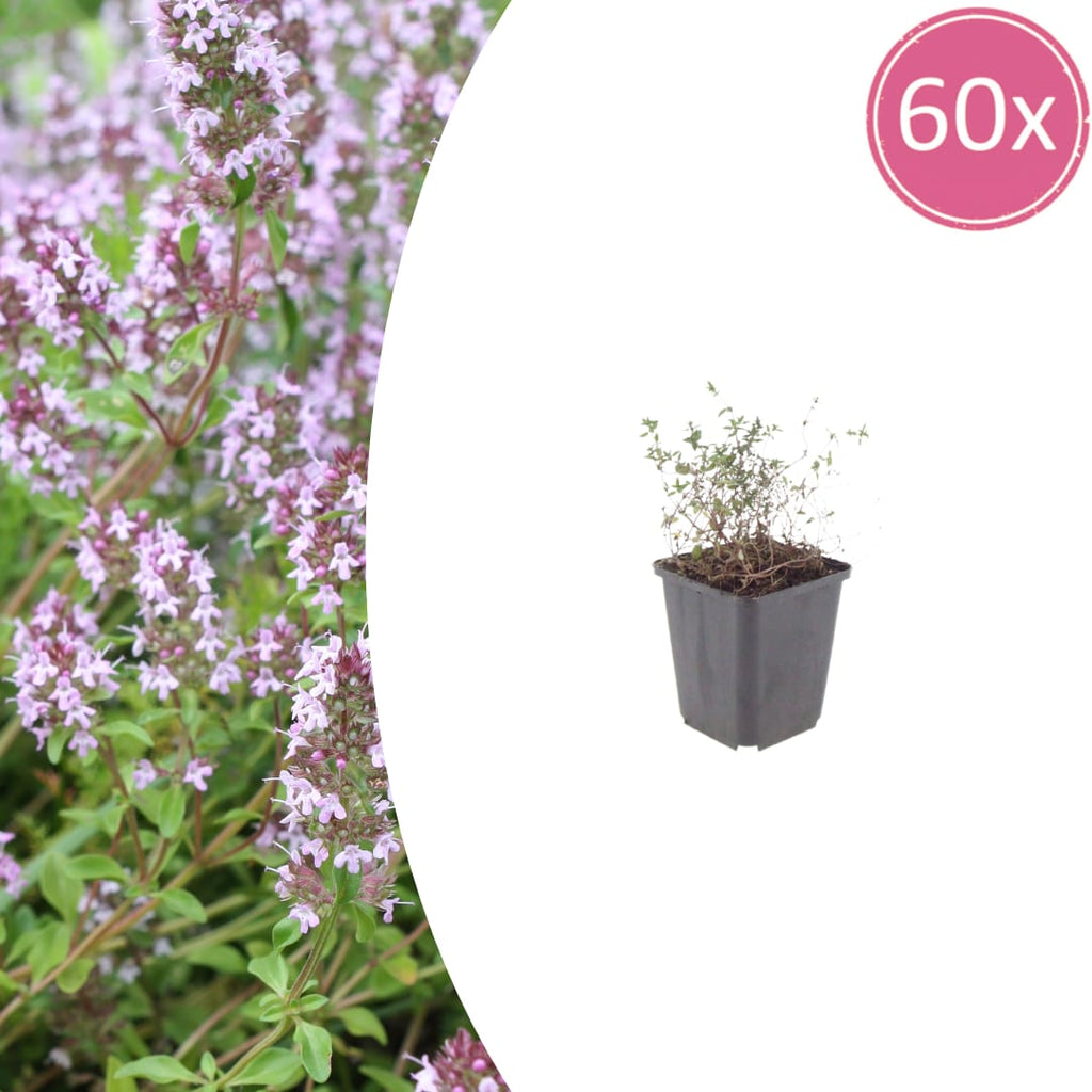 Thymus vulgaris Gartenthymian – Ø9cm – Höhe 10-25cm – Winterhartes Küchenkraut – Aromatisch