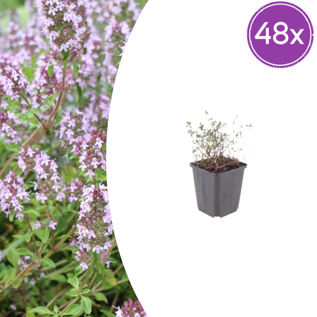 Thymus vulgaris Gartenthymian – Ø9cm – Höhe 10-25cm – Winterhartes Küchenkraut – Aromatisch