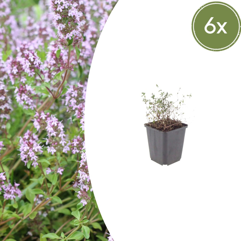 Thymus vulgaris Gartenthymian – Ø9cm – Höhe 10-25cm – Winterhartes Küchenkraut – Aromatisch