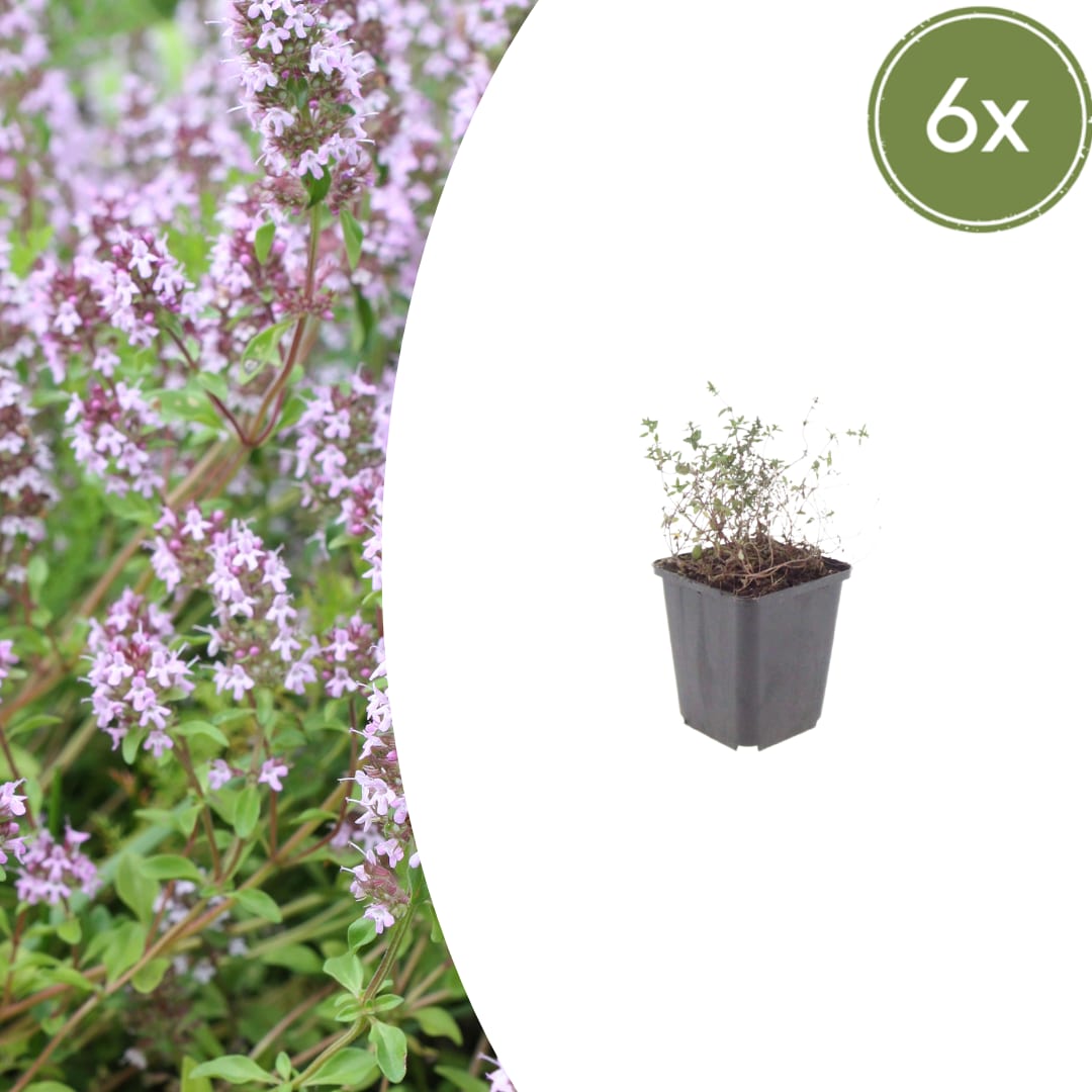 Thymus vulgaris Gartenthymian – Ø9cm – Höhe 10-25cm – Winterhartes Küchenkraut – Aromatisch