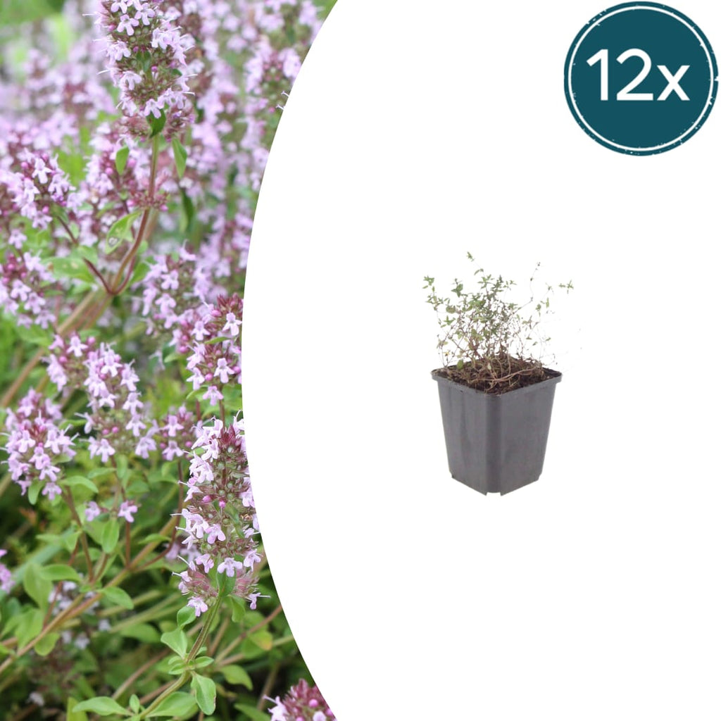 Thymus vulgaris Gartenthymian – Ø9cm – Höhe 10-25cm – Winterhartes Küchenkraut – Aromatisch