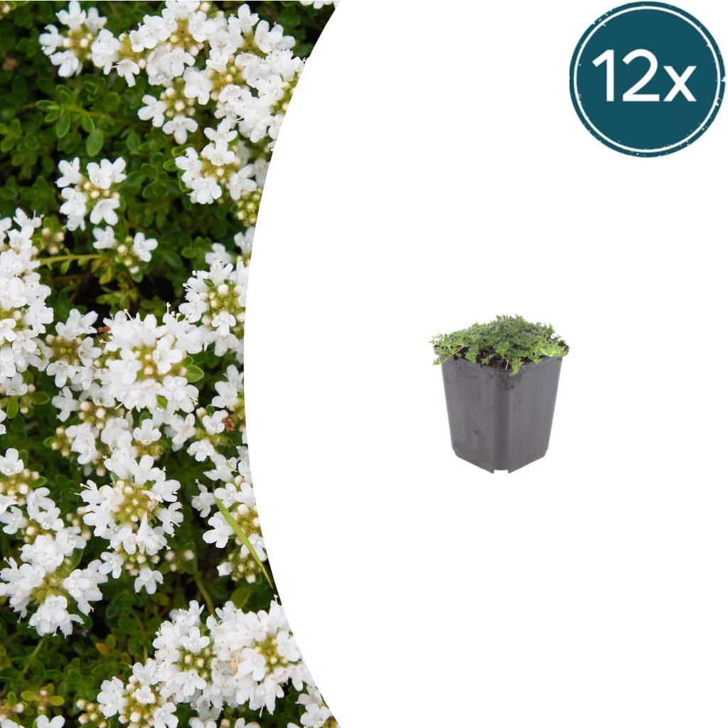 Thymian Thymus praecox Albiflorus Bodendecker – Ø9cm – Höhe 10-25cm – Weiß blühender Polsterthymian – Winterhart – Für Steingarten & Beet