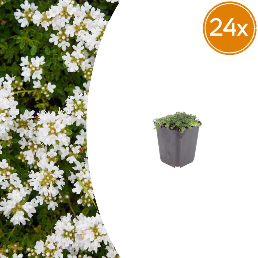 Thymian Thymus praecox Albiflorus Bodendecker – Ø9cm – Höhe 10-25cm – Weiß blühender Polsterthymian – Winterhart – Für Steingarten & Beet