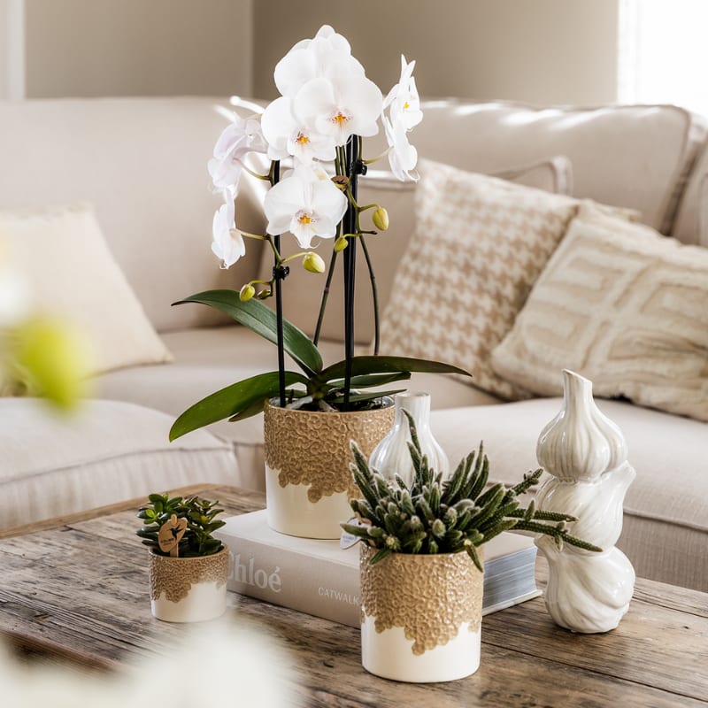 Geschenkset Bloom Sand – Weiße Lausanne Orchidee Ø9cm + Grünpflanze Ø6cm – Übertöpfe in Sandoptik mit Blütenrelief + weißes ovales Tablett