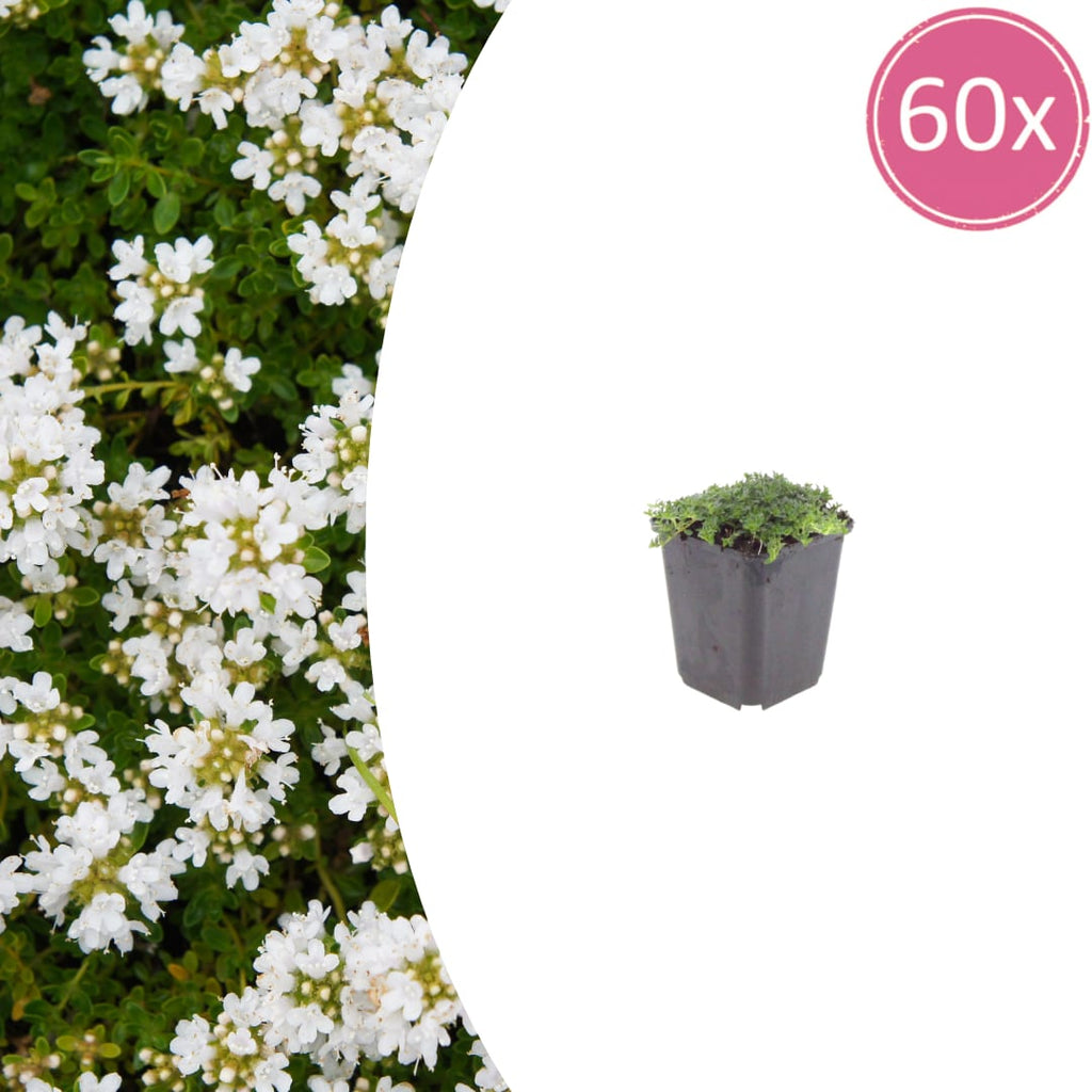 Thymian Thymus praecox Albiflorus Bodendecker – Ø9cm – Höhe 10-25cm – Weiß blühender Polsterthymian – Winterhart – Für Steingarten & Beet