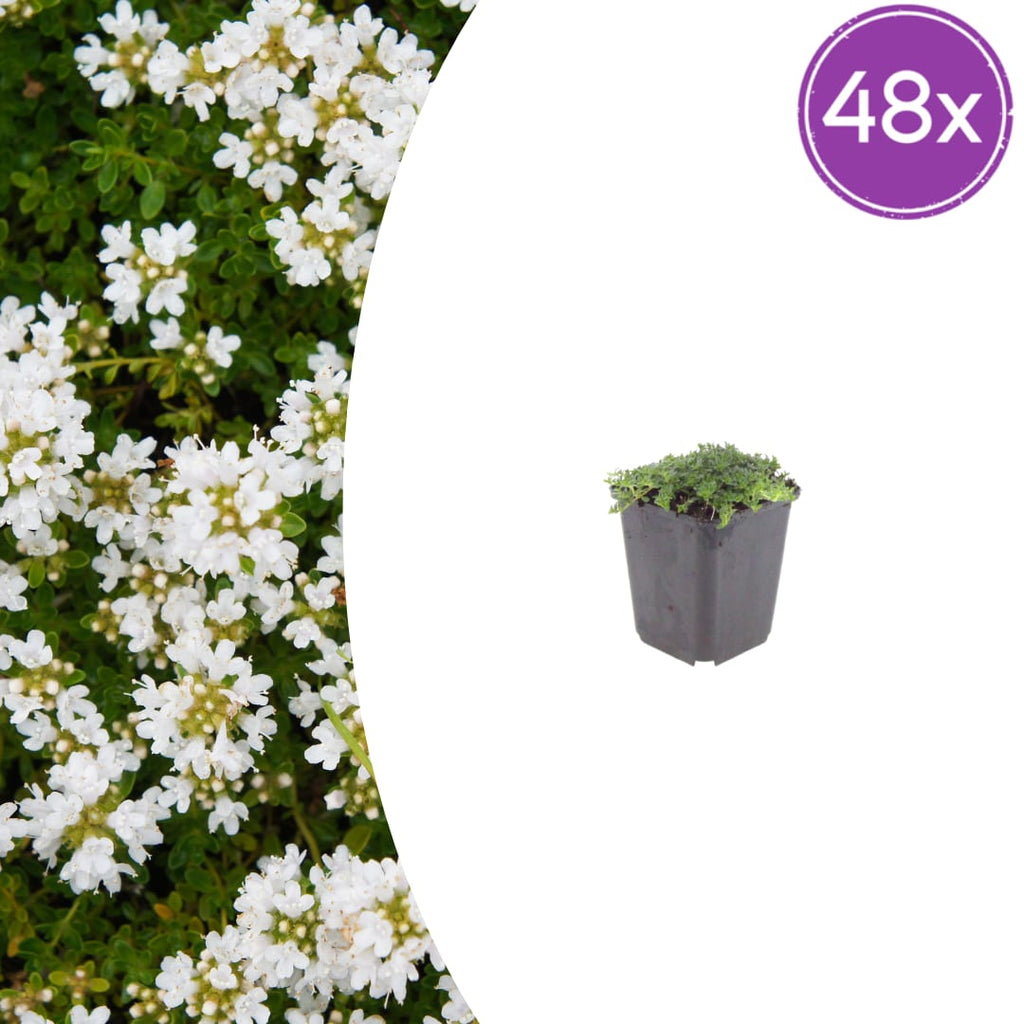 Thymian Thymus praecox Albiflorus Bodendecker – Ø9cm – Höhe 10-25cm – Weiß blühender Polsterthymian – Winterhart – Für Steingarten & Beet