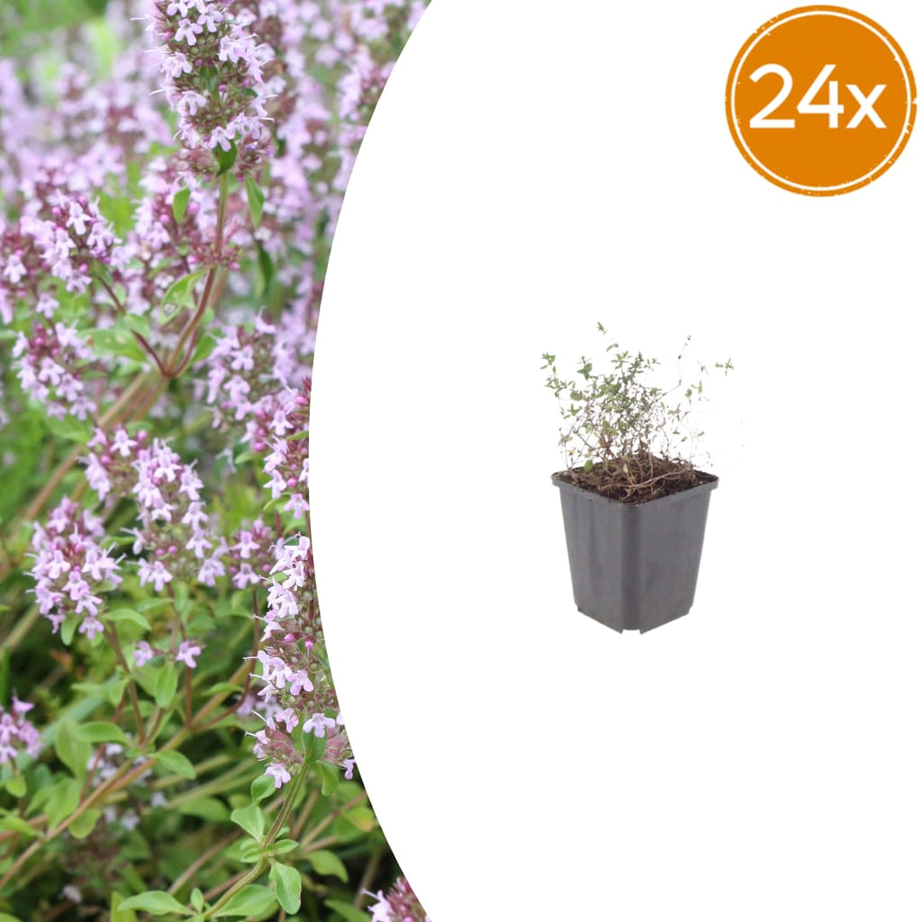 Thymus vulgaris Gartenthymian – Ø9cm – Höhe 10-25cm – Winterhartes Küchenkraut – Aromatisch