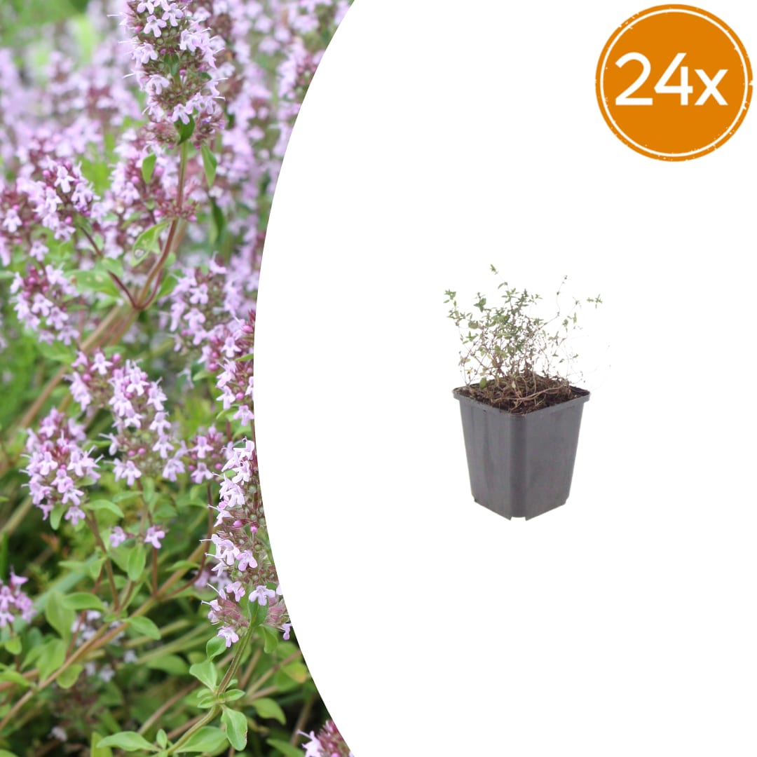 Thymus vulgaris Gartenthymian – Ø9cm – Höhe 10-25cm – Winterhartes Küchenkraut – Aromatisch