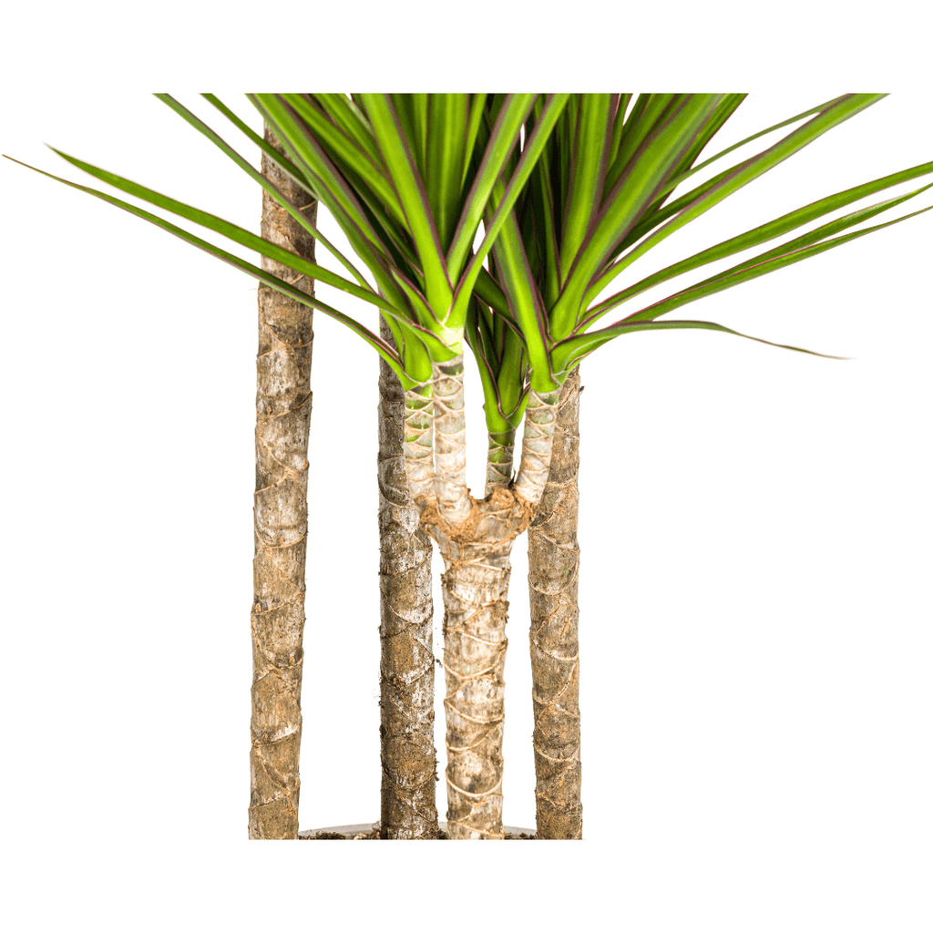 Drachenbaum Dracaena Marginata Green – Große Zimmerpflanze – Ø27cm – 170-190cm hoch – Schlanke dunkelgrüne Blätter – Moderner Urban Jungle Klassiker – Plant