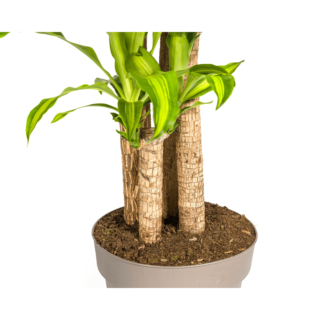 Dracaena Fragrans Massangeana – Drachenbaum – Ø30cm – ↕170-190cm – Tropische Zimmerpflanze – Robust & pflegeleicht – Plant
