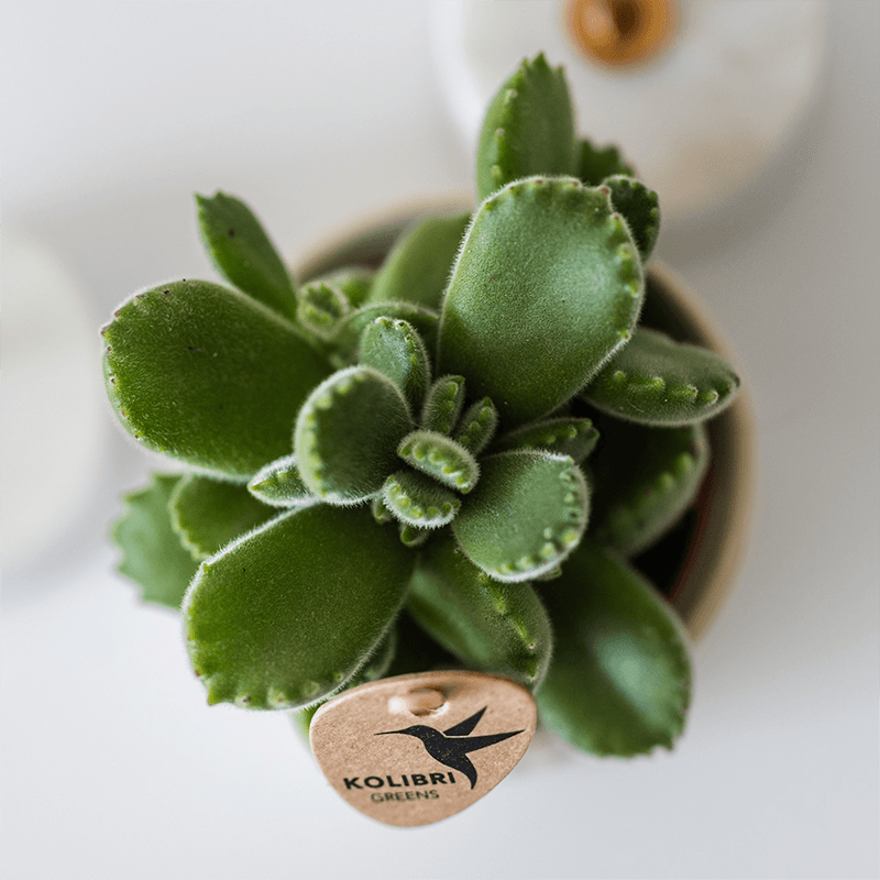 Übertopf Tree Travertine Ø6cm – Mini Blumentopf in Naturstein – Optik – strukturierter Keramik – Übertopf in neutralem Ton – Pot