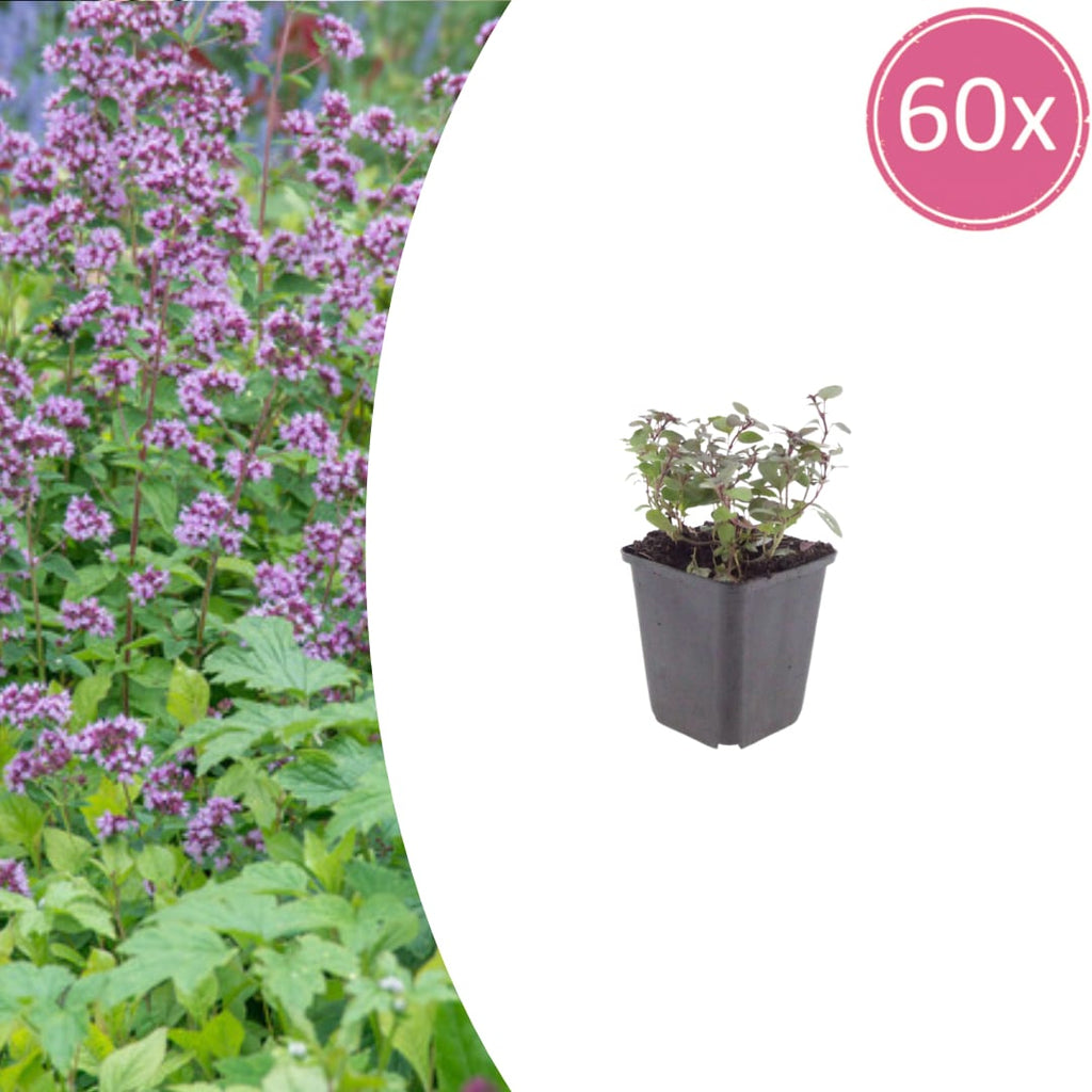 Origanum laevigatum Herrenhausen – Ø9cm – Höhe 10-25cm – Winterharter Zieroregano – Bienenfreundlich – Für Beet & Steingarten