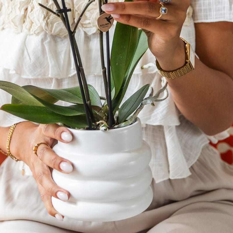 Geschenkset Large White – Gibraltar Orchidee Ø9cm + 2 Grünpflanzen – Bubble – Übertöpfe Ø9cm/Ø6cm + Bowl – Übertopf – frisch vom Züchter
