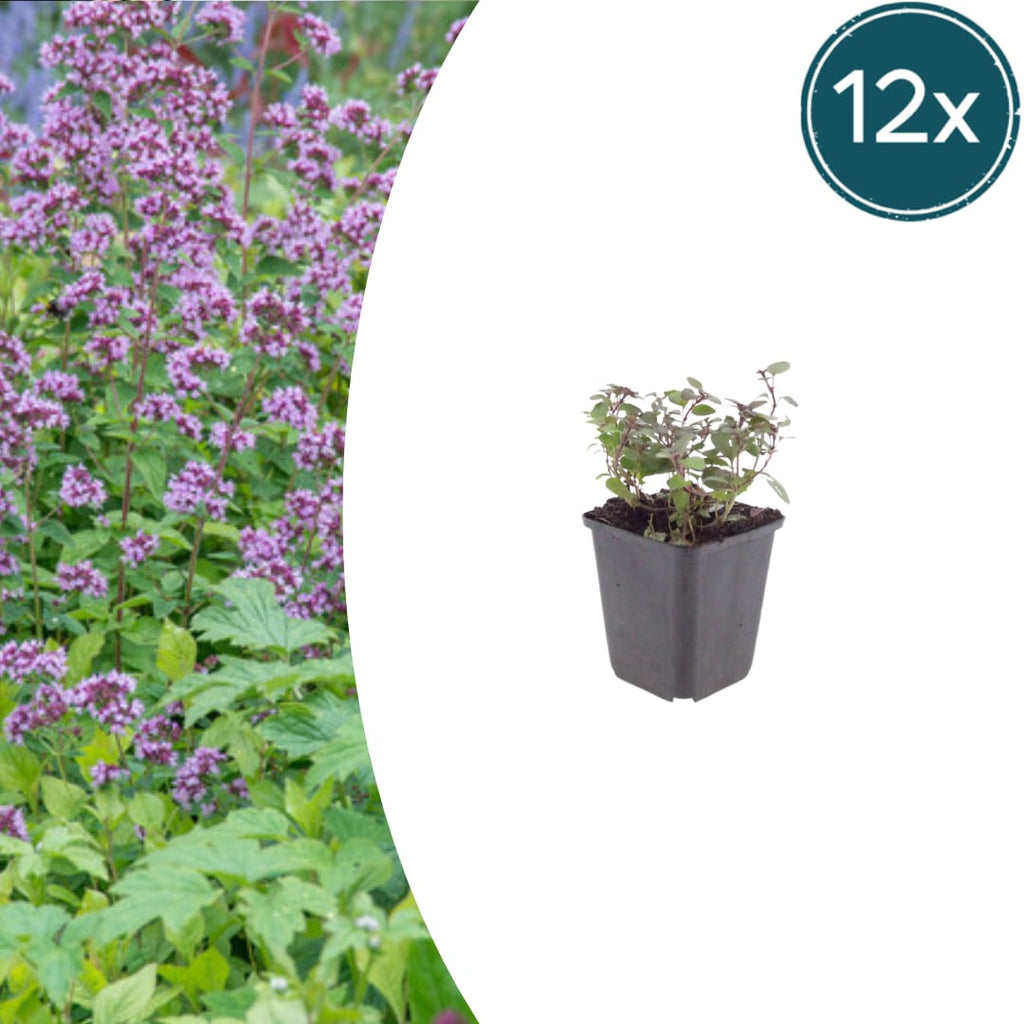 Origanum laevigatum Herrenhausen – Ø9cm – Höhe 10-25cm – Winterharter Zieroregano – Bienenfreundlich – Für Beet & Steingarten