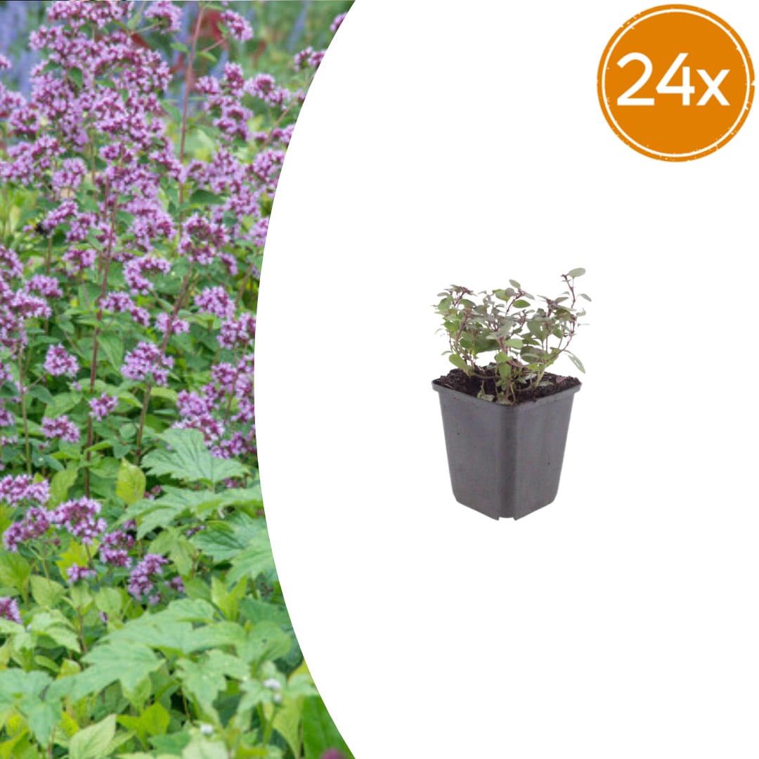 Origanum laevigatum Herrenhausen – Ø9cm – Höhe 10-25cm – Winterharter Zieroregano – Bienenfreundlich – Für Beet & Steingarten