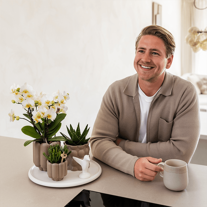 Geschenkset Slow Living – Weiße Phalaenopsis Orchidee mit 2-3 Trieben & 2 Grünpflanzen – Beige Keramiktöpfe auf weißem Tablett – Plant